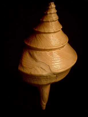shell